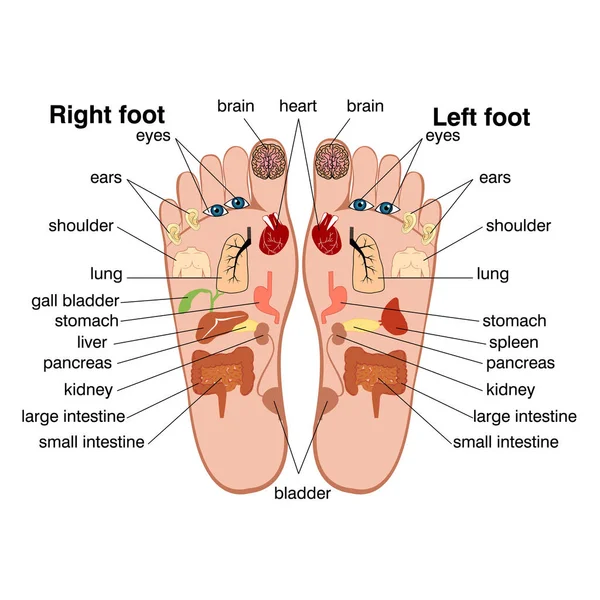 Рефлексологические зоны ног — стоковый вектор