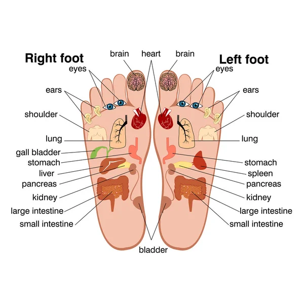 Reflexologie zones van de voeten — Stockvector