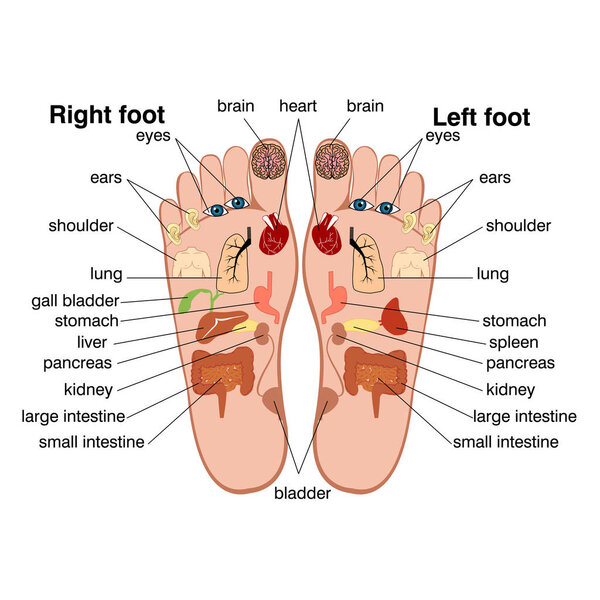 Reflexology zones of the feet