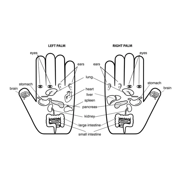Gráfico de reflexologia da mão ilustração vetorial . —  Vetores de Stock