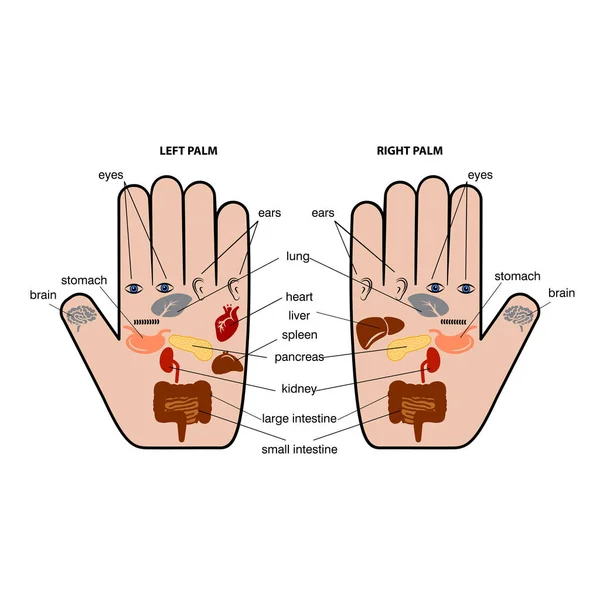 Gráfico de reflexologia da mão ilustração vetorial . —  Vetores de Stock