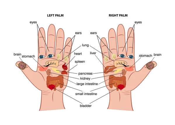 Hand reflexology chart — Stock Vector
