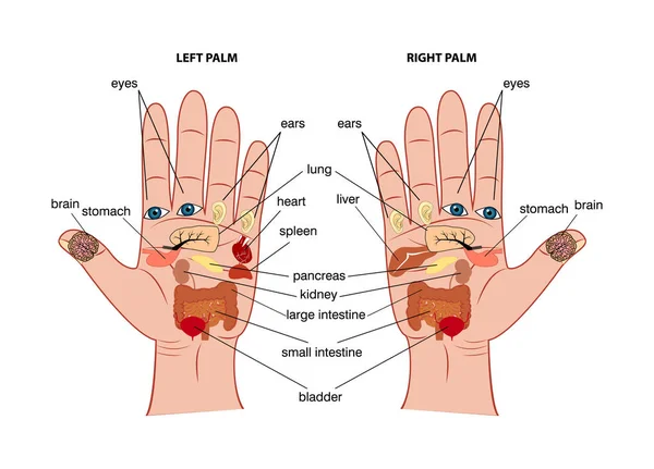 Handreflexzonendiagramm — Stockvektor