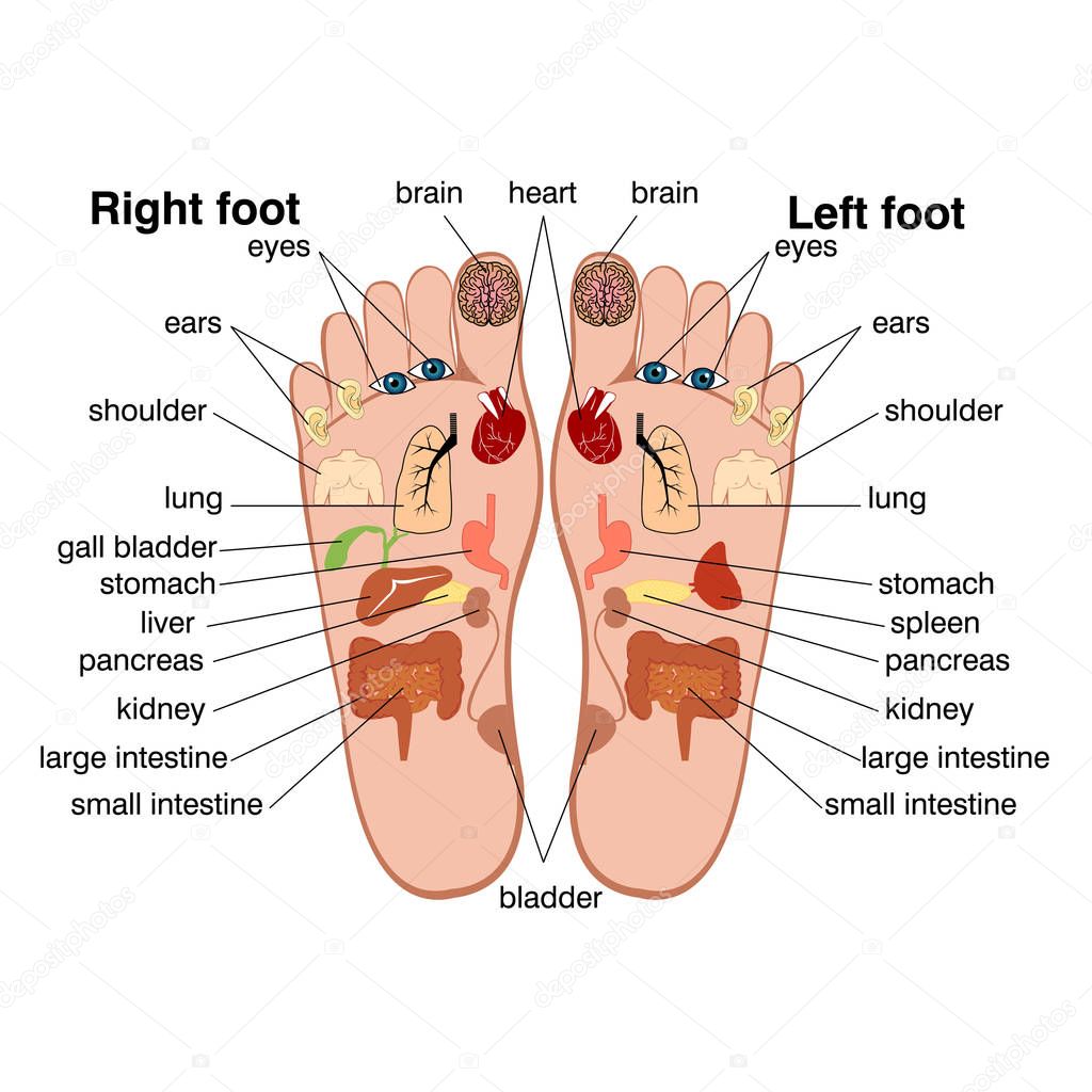 Reflexology zones of the feet