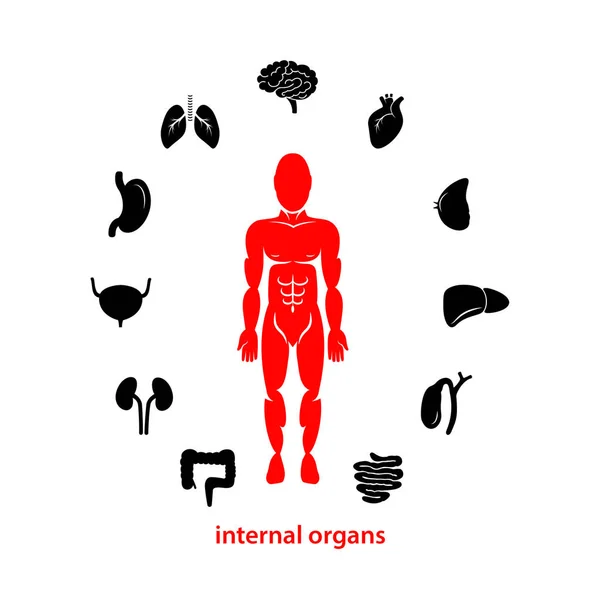 Human internal organs. Flat vector illustration. — Stock Vector