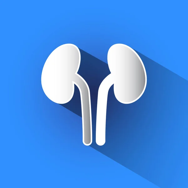 Kidneys vector icon. — Stock Vector