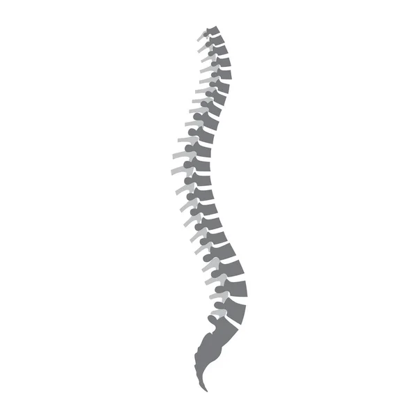 Icono Símbolo Columna Vertebral Humano Ilustración Vectorial Aislado Sobre Fondo — Vector de stock