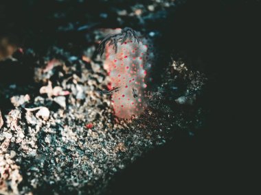 Beyaz Nudibranchs sualtı 