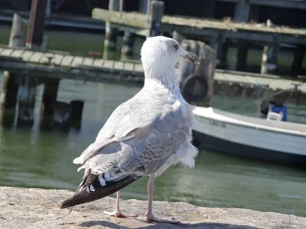 Martı Harbor Sassnitz - yiyecek arayan Almanya
