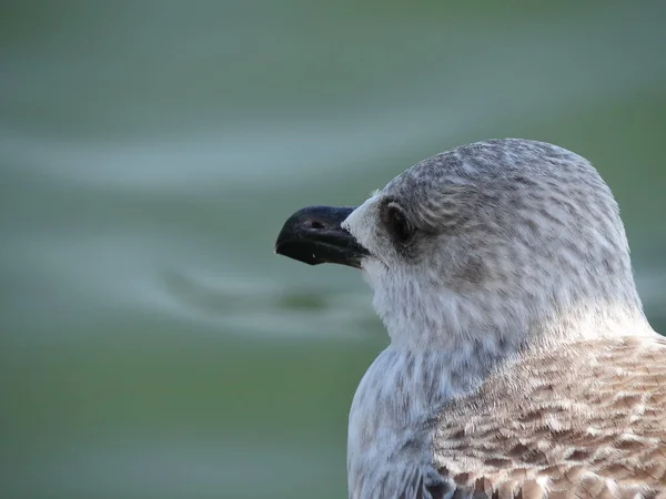 Sahil Sassnitz - Almanya yılında, martı. Deniz suyu yeşil ve mavi.