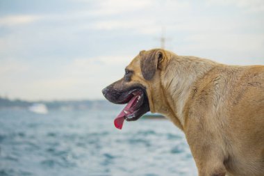 köpek düşünme ve gelecek hakkında izlerken