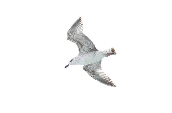Seagull Isolated White Background — Stock Photo, Image