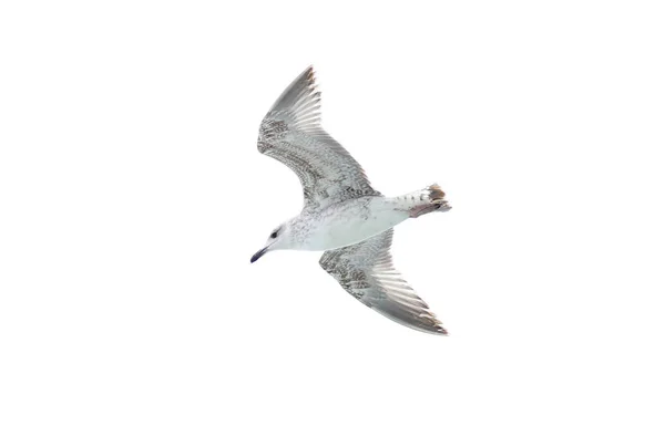 Mouette Isolé Fond Blanc — Photo