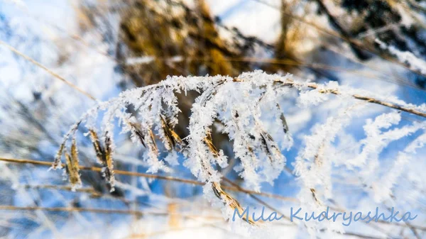 Inverno Neve Árvore Paisagem Frio Natureza Geada Floresta Branco Estação — Fotografia de Stock