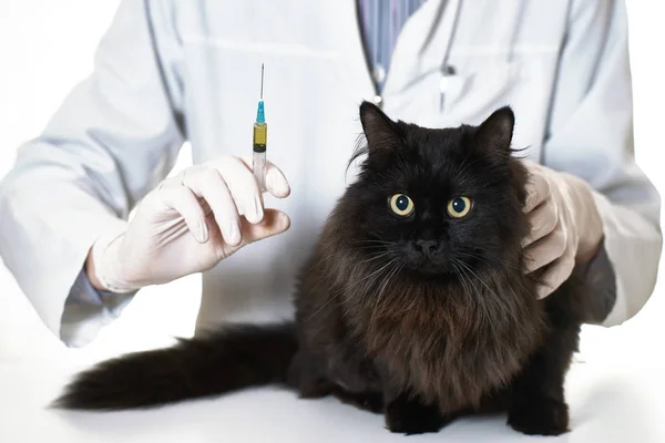 Een Dierenarts Gaat Injecteren Van Een Zieke Kat Een Kliniek Stockfoto