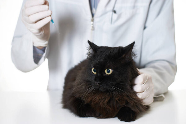 Vet makes a cat prick