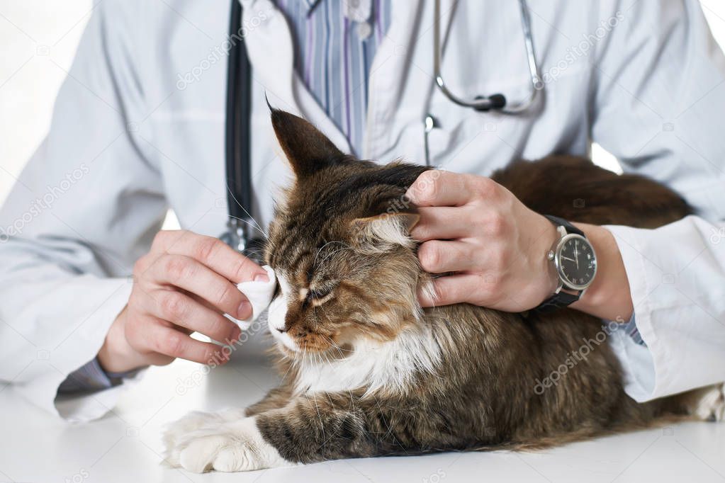 The vet heals cat's eye              