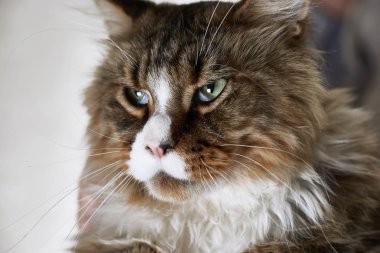 Virüslü kedi gözleri ile sorunları var                