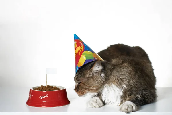 Kot Obchodzi Urodziny Misce Paszy — Zdjęcie stockowe