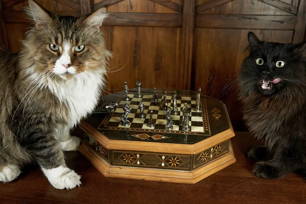 Maine Coon cat playing chess