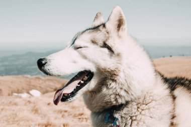 Husky doğurmak köpek Kafkas Dağları seyahat