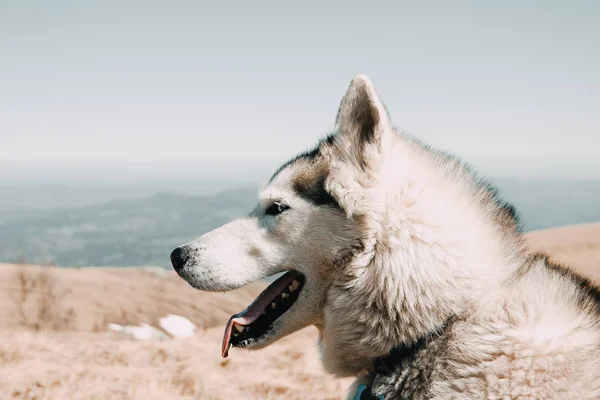 Husky Breed Dog Travels Caucasus Mountains — Stock Photo, Image