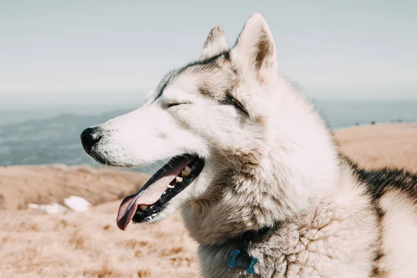 The Husky breed dog travels through the Caucasus Mountains