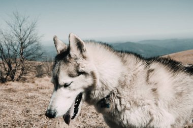 Husky doğurmak köpek Kafkas Dağları seyahat