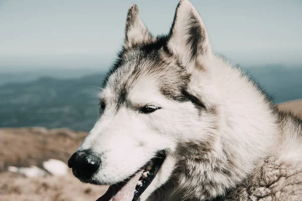 Σκύλος Χάσκεϋ Φυλή Που Ταξιδεύει Μέσα Από Βουνά Του Καυκάσου — Φωτογραφία Αρχείου