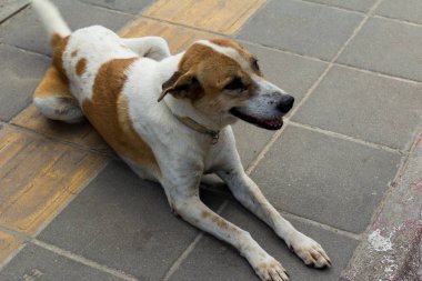 Kaldırımdaki köpek.