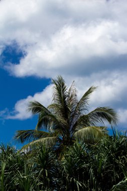 Büyük dallı ağaç