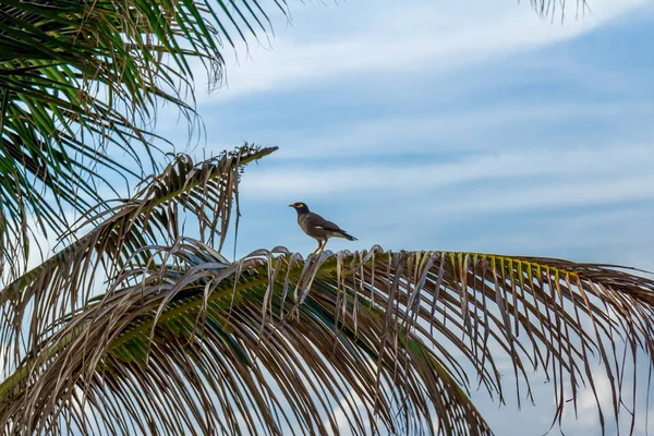 Vogel op een tak — Stockfoto