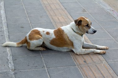 Kaldırımdaki köpek.