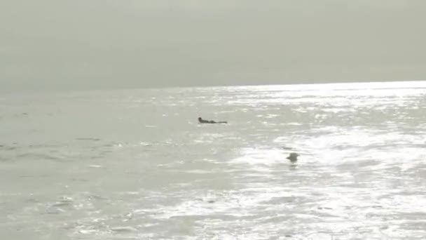 Surfeur sur une vague — Video