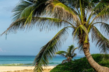 Büyük dallı ağaç