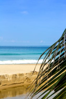 Büyük dallı ağaç