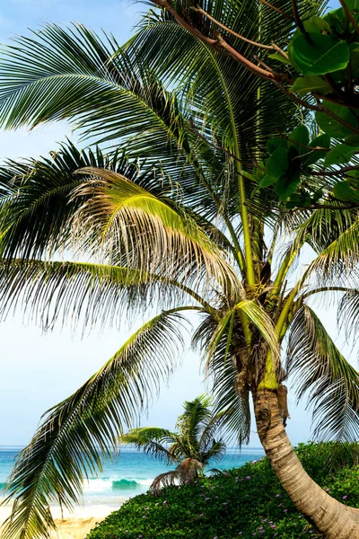 Grote vertakte boom — Stockfoto