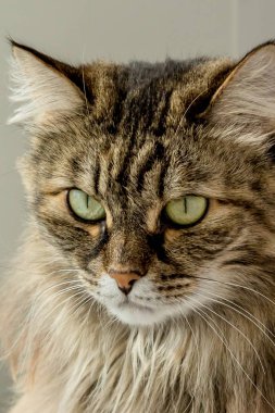 Kedi kamera için poz veriyor.