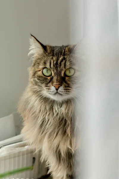 Il gatto posa per la macchina fotografica — Foto Stock