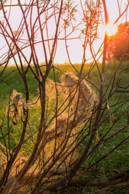 Balık ağı ağaç üzerinde