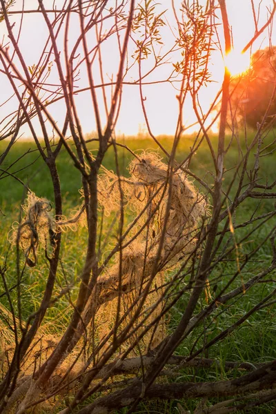 Balık ağı ağaç üzerinde