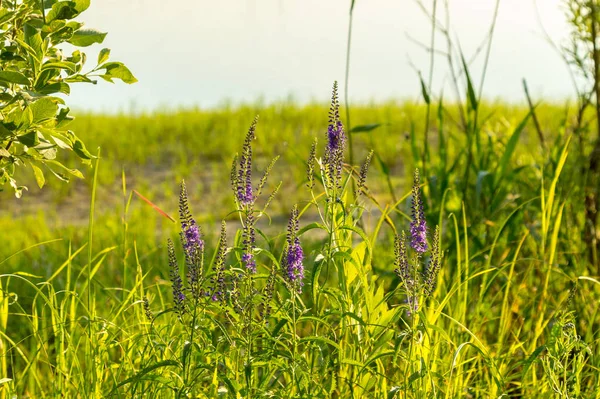 Blomma Ivan te — Stockfoto