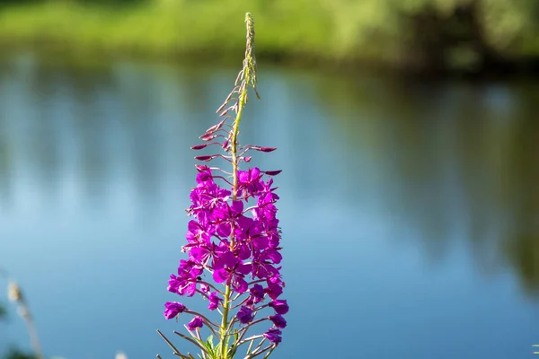 Chá de flor Ivan — Fotografia de Stock