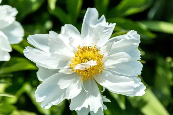 Leuchtende Zierblume — Stockfoto