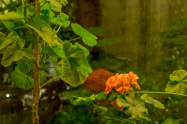 Blommor på fönsterbrädan — Stockfoto