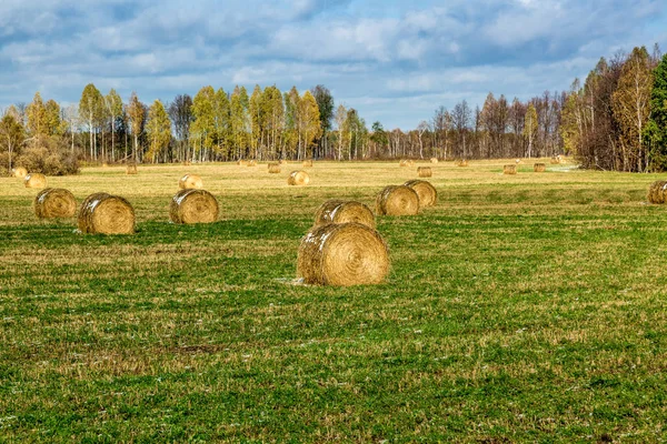 Haymaking em campo — Fotografia de Stock