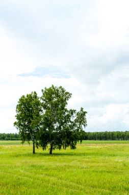 Haziran ayında alan
