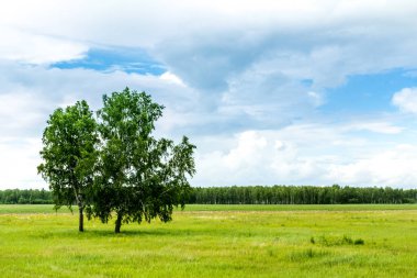 Haziran ayında alan