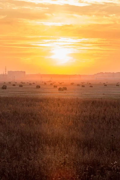 Sunset over the field — Stock Photo, Image