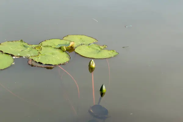 Dois lírios do lago — Fotografia de Stock